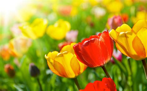 Free Download Free Download Bright Spring Flowers Wallpapers And Images