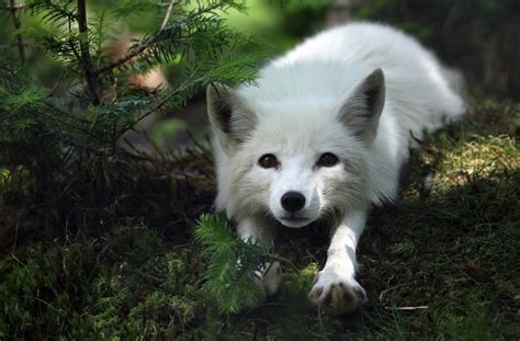 Arctic Foxes Making A Comeback In Sweden Eye On The Arctic