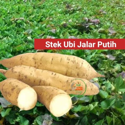 Jual 7 Stek Ubi Jalar Putih Varietas Terbaik Shopee Indonesia