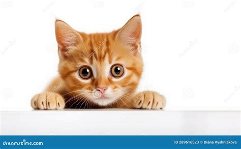 Cute Curious Ginger Kitten Isolated On White Background Ai Generated
