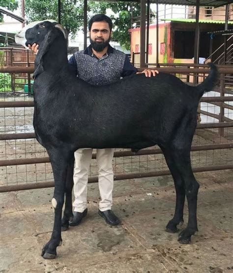 Amazing Breed Of Goats In Pakistan By Waheed Farm Animals Weird