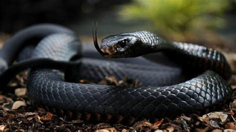 The Top Ten Poisonous Snakes Youtube