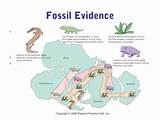 Photos of Fossils Continental Drift
