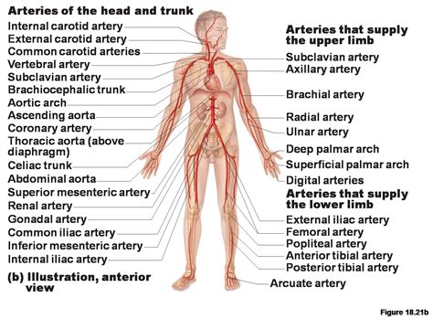 Arteries distribute oxygenated blood throughout the body, while veins carry deoxygenated blood to the heart. Brenda's A & P Eportfolio: Objective 31 & 32: Aorta and ...