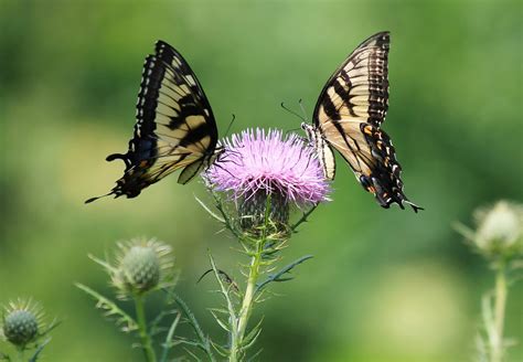 Pair Of Eastern Tiger Swallowtails Birds And Blooms