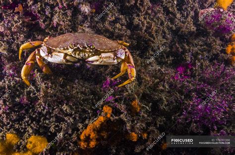 Atlantic Rock Crab Closeup Shot — Horizontal Color Image Stock Photo