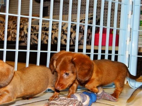 He will bring so much joy to your life. Darling, Miniature Dachshund Puppies For Sale Ga at ...
