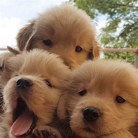 Really Cute Golden Retriever Puppies