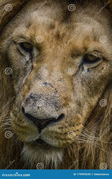 Majestic Lion Close Up Portrait Stock Photo Image Of Adult Majestic
