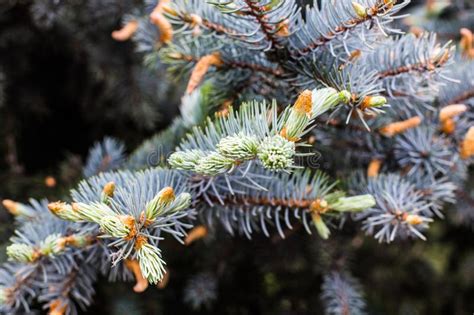 Blue Spruce In The Forest Background Or Texture Stock Image Image Of