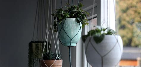 10 Best Low Light Indoor Hanging Plants And Easy Care Guide