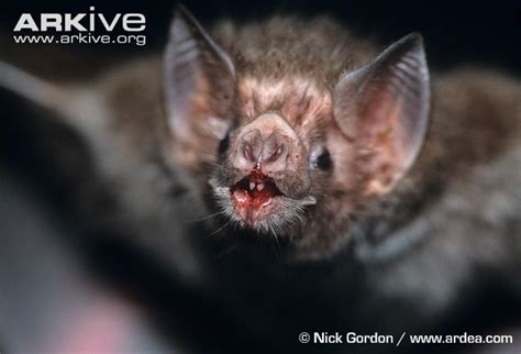 New Rabies Vaccine Vampire Bats Scienceblogs