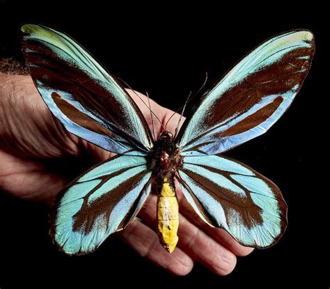 This Is The Queen Alexandra S Birdwing Butterfly The Biggest Butterfly In The World It S Only