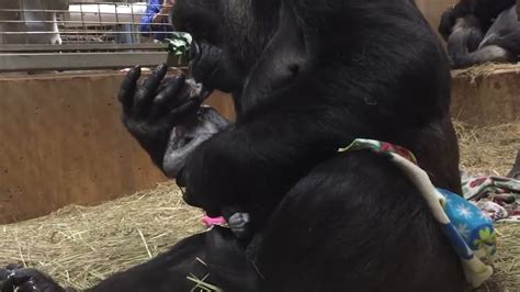 First Time Gorilla Mom Cant Stop Showering Newborn With Kisses Youtube
