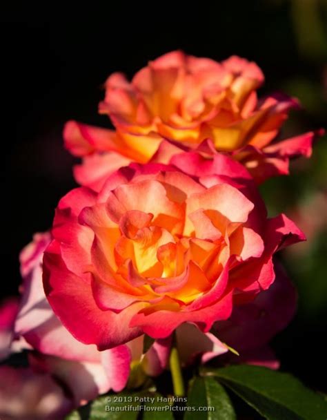 More Rainbow Sorbet Roses Beautiful Flower Pictures Blog
