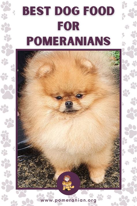 Best Dog Food For Pomeranians In 2021 Best Dog Food Pomeranian Dog