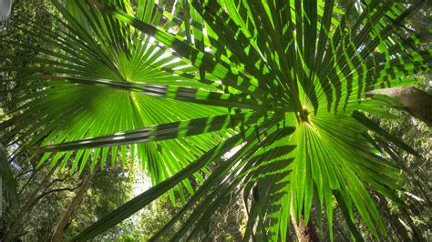 Palm Fronds Scenic Jungle Rainforest Natural Ecosystem Cinematic Dolly