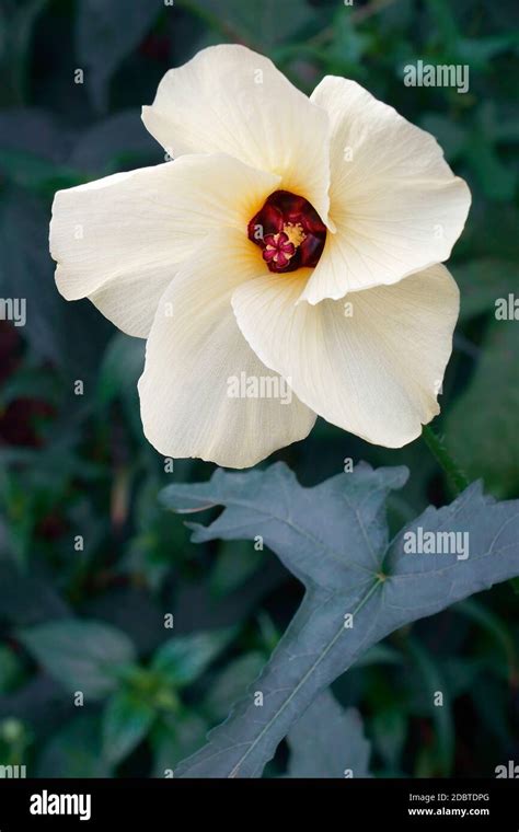 Aibika Abelmoschus Manihot Called Muskmallow Sunset Muskmallow And