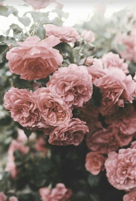 Pink Flowers Hintergrundbilder Blumen Blumen Hintergrund Iphone