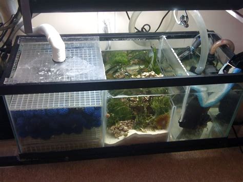 Aquarium Tank With Sump Chitos Aquairium Fish
