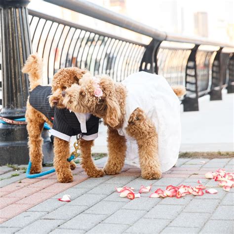 10 Dog Weddings To Give You All The Warm Fuzzies