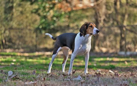 Treeing Walker Coonhound Dog Breed Information