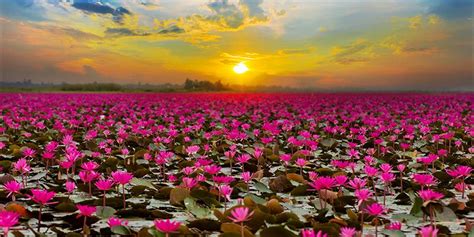Talay Bua Dang Red Lotus Lake Tailandia Photo By Subinpumsomistock