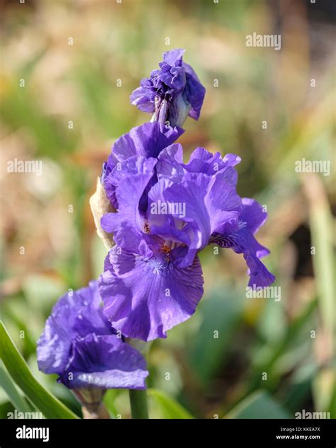 Tall Bearded Iris Intermediate Iris Purple Iris ‘double Overtime