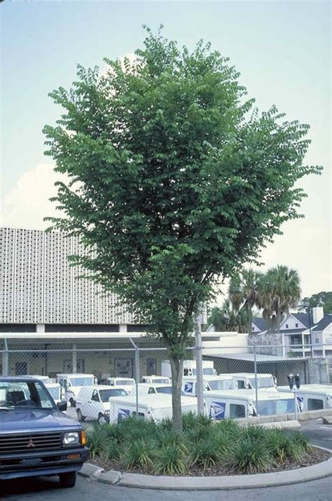 Florida Elm Tree Selection Landscape Plants Edward F Gilman Uf