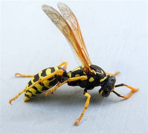 Pennsylvania Wasp Polistes Dominula Bugguide