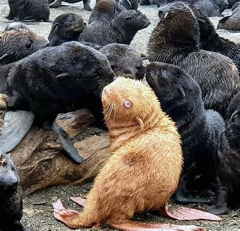 Extremely Rare Ginger Fur Seal Pup Shunned By Its Fellow Seals Small Joys