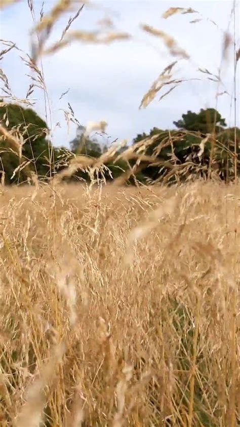 1000 Engaging Wheat Field Videos · Pexels · Free Stock Videos