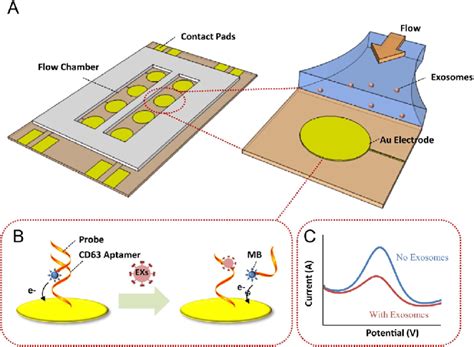 Schematic Illustration Of Aptamer Based Exosome Detection A The