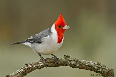 The Red Crested Cardinal Paroaria Coronata Is A Songbird With A