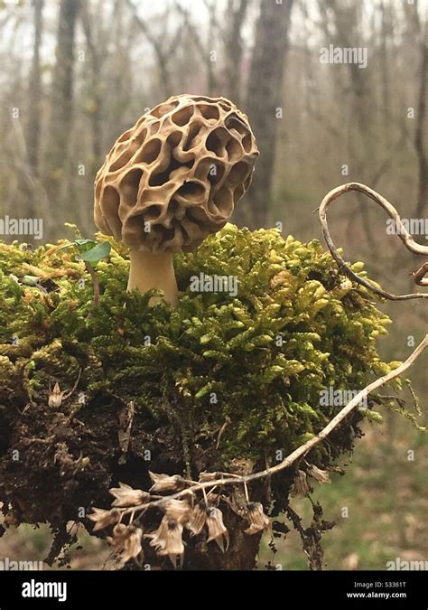 Mushroom Hunting In Central Missouri Stock Photo Alamy