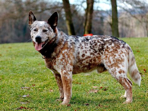 Adult Australian Cattle Dog Wallpapers And Images Wallpapers