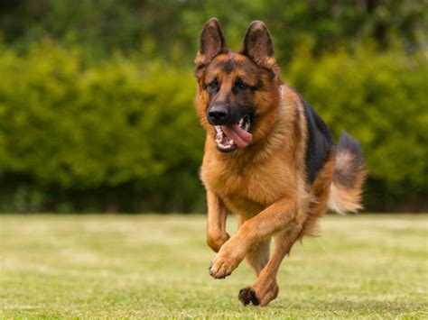 What Was The German Shepherd Bred To Do American Kennel