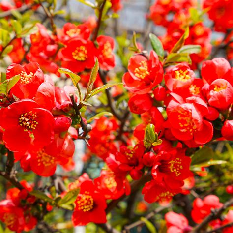 Red Quince Shrubs For Sale