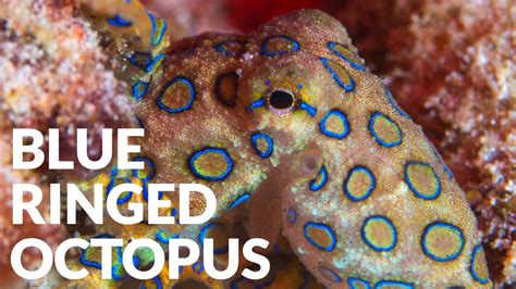 Worlds Most Deadly Octopus Ft Blue Ringed Octopus Youtube