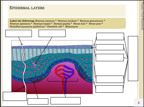 Chapter 5 Diagram 2 Of 4 Openstax Anatomy And Physiology Diagram Quizlet