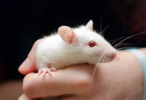 Human Animal Hybrids Find Their Place In Medicine Science Friday