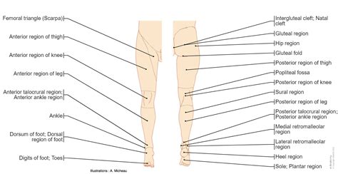 Anatomy Of Lower Limb E Anatomy