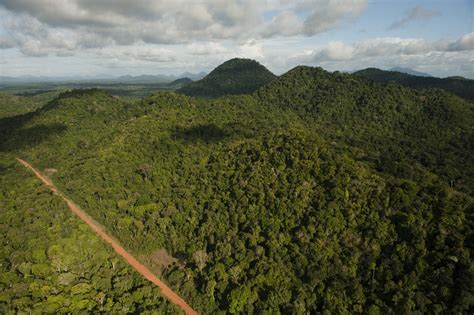 With Worlds Second Highest Forest Cover Guyana Hoping To Earn
