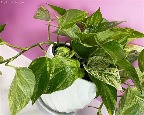 15 Plants With Variegated Leaves My Little Jungle