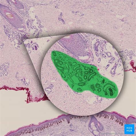 Skin Appendages Histology Of The Nails Glands And Hair Kenhub Free