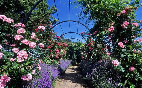 Royal National Rose Society Gardens Formerly ‘the Garden Flickr