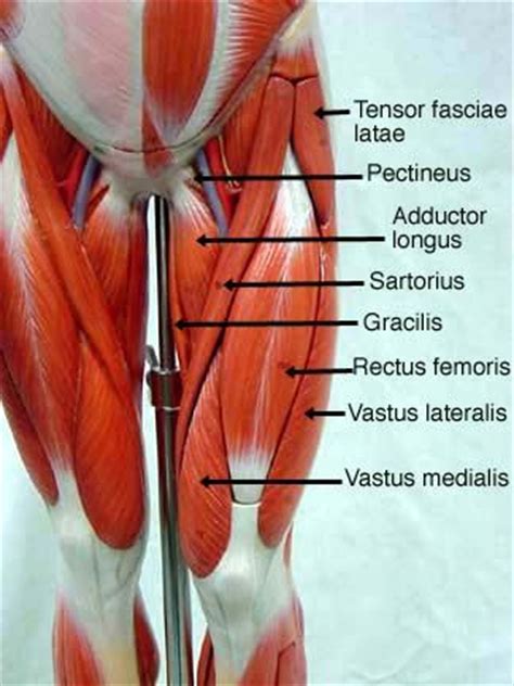 In the muscular system, muscle tissue is categorized into three distinct types: Lower Limb Muscles Labeled - Made By Creative Label