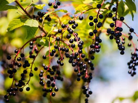 8 Delicious Edible Berries You Can Find In The Wild Field And Stream