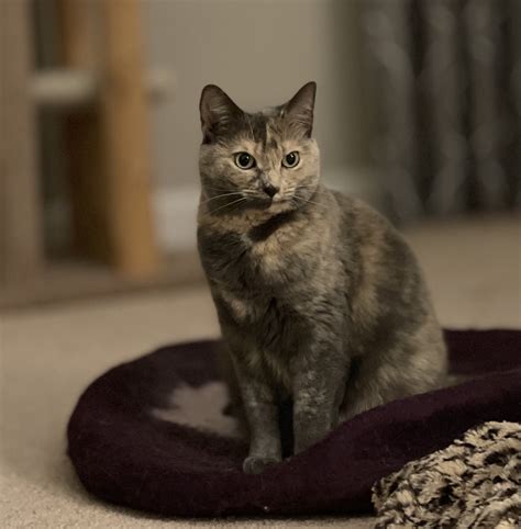 Yellow Bullet Aussie Thread