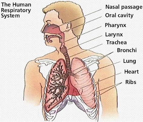 The Respiratory System Structural Features
